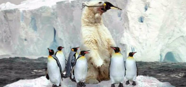 北极熊为什么不吃企鹅宝宝(北极熊为什么不吃鹅？)