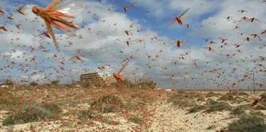 蝗虫威胁非洲最新消息(2020年的非洲蝗虫是怎么灭掉的？)