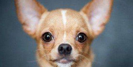 可爱狗狗品种(身材短小耳朵尖尖很可爱的哪种小狗是什么品种的啊？)