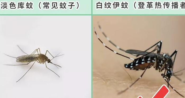 下列选项中蚊子十分喜欢叮咬哪类人(蚊子靠眼睛述是触角？)