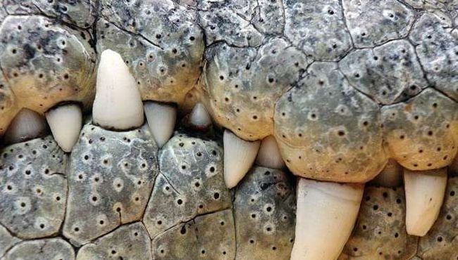 世界上牙齿最多的动物是什么(牙齿最多的动物排名？)