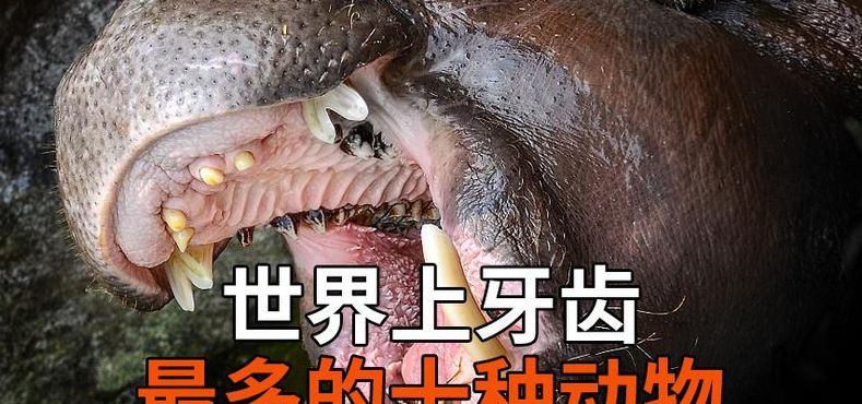世界上牙齿最多的动物是什么(牙齿最多的动物排名？)