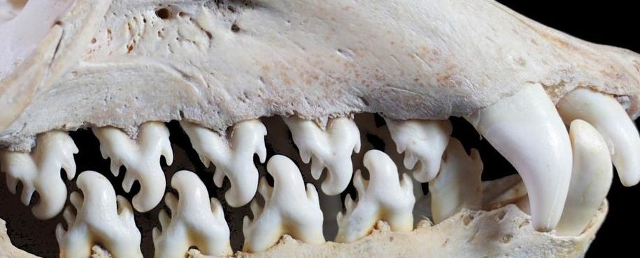 牙齿最多的动物（牙齿最多的动物排行榜前十名）