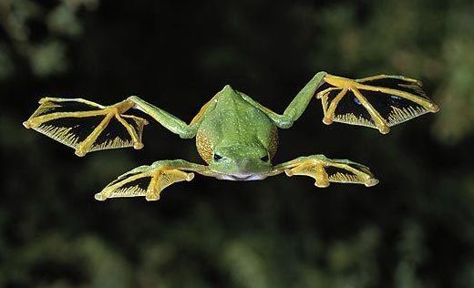 关于青蛙为什么会飞的信息