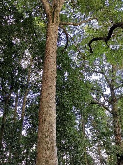 金丝楠木树图片（金丝楠木树图片高清）