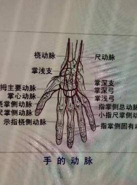 手上的动脉在哪的简单介绍