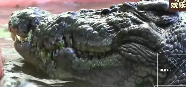 世界上最大的鳄鱼王（双头鳄鱼）