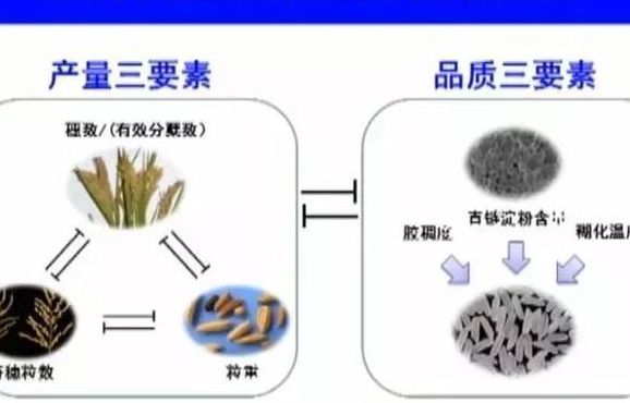 水稻产量的构成有三要素不包括（水稻产量由哪四个因素构成）