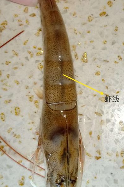 虾线是虾的什么器官（虾线指的是虾的哪一个部位）
