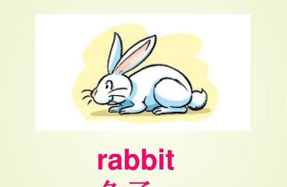 兔子的英语（兔子的英语怎么说rabbit）