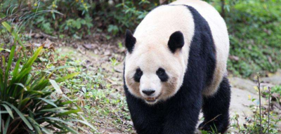 大熊猫的寿命多长（大熊猫的寿命是多长）