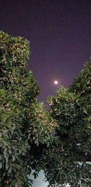 月亮里的桂树（月亮里的桂花树）