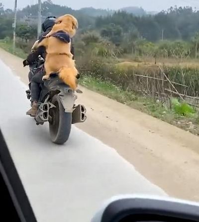 男子带狗骑摩托300公里回家过年（骑机车带狗）