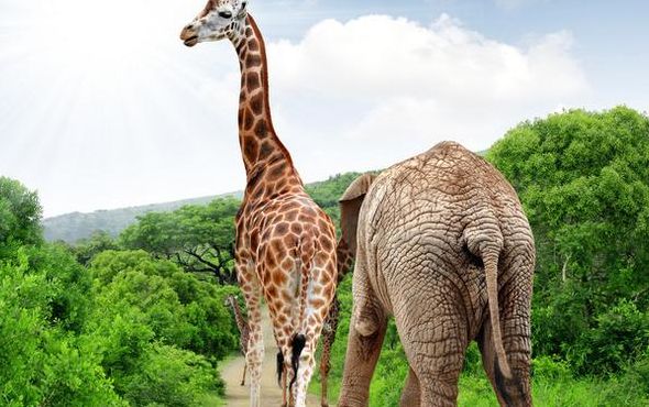 最高的哺乳动物（最高的哺乳动物是a大象b袋鼠c长颈鹿）