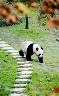 大熊猫走路的样子（大熊猫走路的样子的视频）