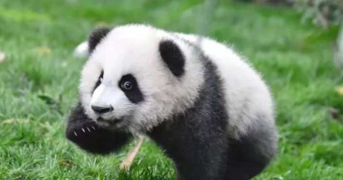 大熊猫一般产几只仔?（大熊猫一般产几只仔?大熊猫属于什么科?）