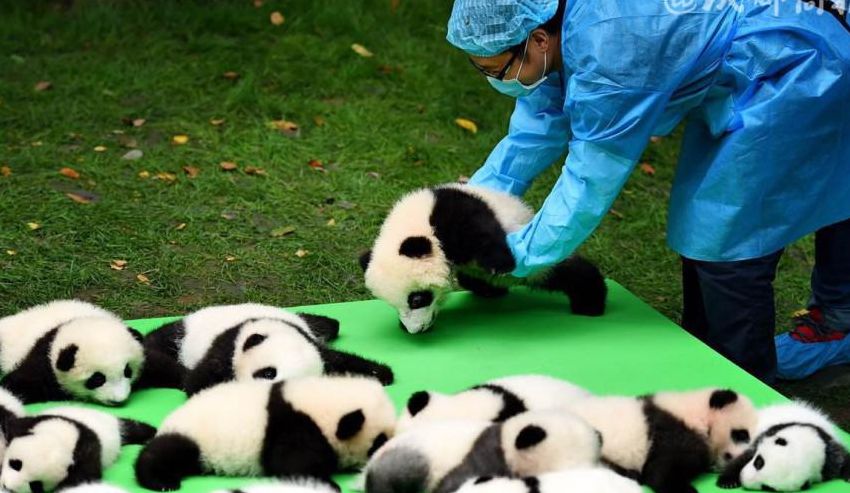 大熊猫一般产几只仔?（大熊猫一般产几只仔?大熊猫属于什么科?）
