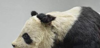 世界上最恐怖的大熊猫（世界上最恐怖的大熊猫隐身）