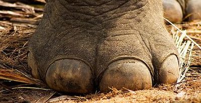 大象的脚印像什么（大象的脚印像什么东西）