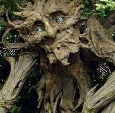 世界上最吓人的树（世界上最吓人的树有哪些）