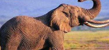 大象寿命（大象寿命长吗）
