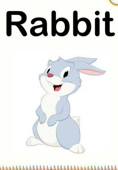 兔子的英文单词（兔子的英文单词是什么写）