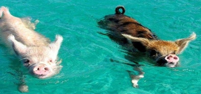 猪会游泳吗（家养的猪会游泳吗）