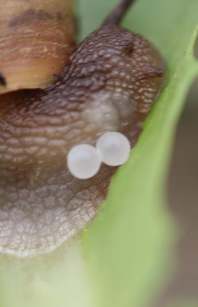 蜗牛产卵（蜗牛产卵几天后小蜗牛出生）