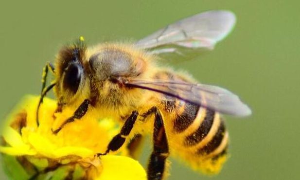 蜜蜂代表什么人（蜜蜂代表什么人和精神品质）