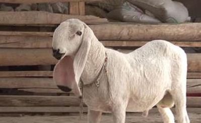 世界上最贵的羊（世界上最贵的羊绒）