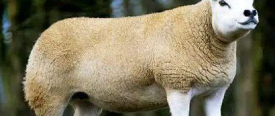 世界上最贵的羊（世界上最贵的羊绒）