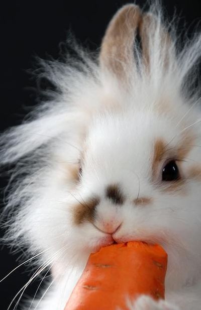 红萝卜兔（红萝卜兔什么性格好）