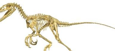 巨型恐龙骨头有什么用（大恐龙骨头）