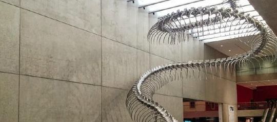巨型海蛇（巨型海蛇化石）