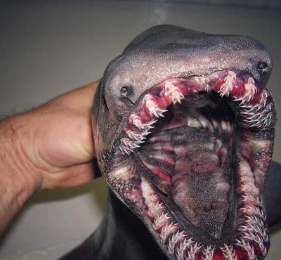 深海鱼类（长相怪异的深海鱼类）