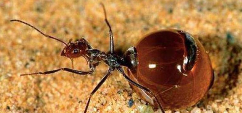 蚂蚁的天敌是什么动物（蚂蚁的天敌是什么动物长什么样子）