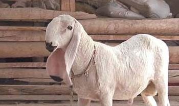 瓦格吉尔羊（瓦格吉尔羊多少钱一斤）