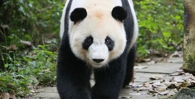 大熊猫的特点（大熊猫的特点和外貌）