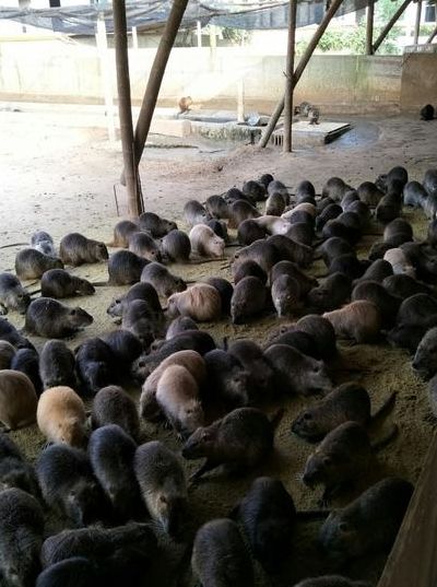 海狸鼠养殖（海狸鼠养殖基地）