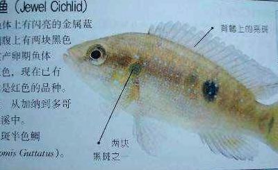 红宝石鱼（红宝石鱼公母区分图解）