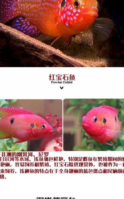 红宝石鱼（红宝石鱼公母区分图解）