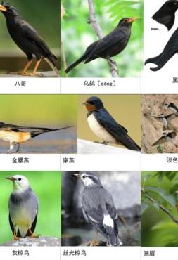 鸟的种类（鸟的种类及样子描写）