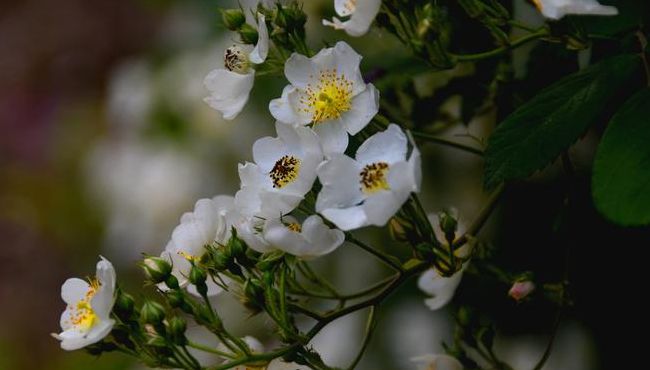 白色蔷薇花（白色蔷薇花图片大全大图 唯美壁纸）