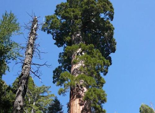 世界最高的树（世界上最高的树十大排名）