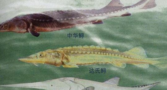 中华鲟是属于什么类捌的鱼（中华鲟是属于什么类捌的鱼?A鲟鱼）
