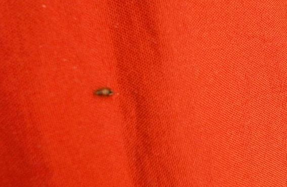 为什么床上会出现红色的小虫（为什么床上会出现红色的小虫像蚊子）