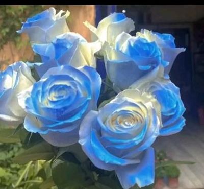蓝玫瑰的花语（克莱因蓝玫瑰的花语）