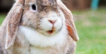 兔子的耳朵有什么作用和特点（兔子的耳朵有什么作用和特点呢）