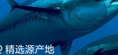 蓝色金枪鱼（蓝色金枪鱼多少钱一斤2020）