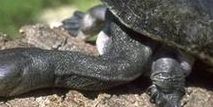 巨蛇颈龟（巨蛇颈龟图片）